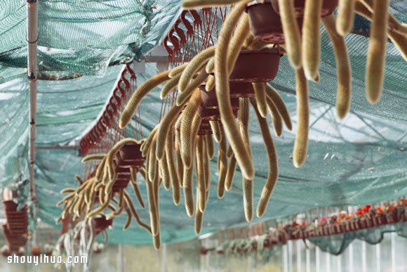 倫敦最大仙人掌園 多肉植物管家Garden Edit -  rpnrmr.com