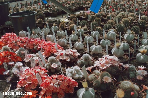 倫敦最大仙人掌園 多肉植物管家Garden Edit -  rpnrmr.com