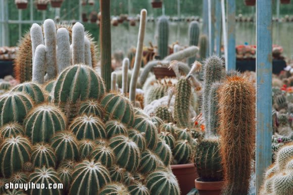 倫敦最大仙人掌園 多肉植物管家Garden Edit -  rpnrmr.com