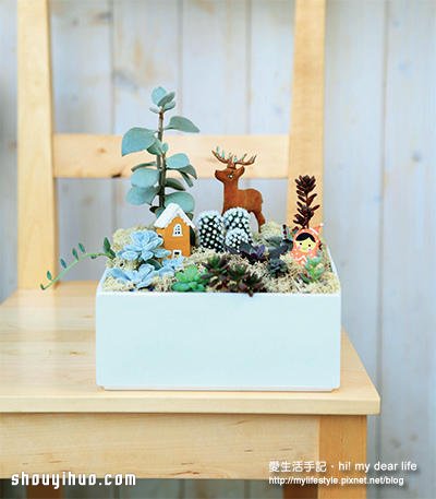 冬天適合種什么?越冷越美的多肉植物組合 -  rpnrmr.com