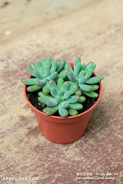 冬天適合種什么?越冷越美的多肉植物組合 -  rpnrmr.com