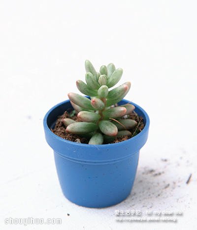 冬天適合種什么?越冷越美的多肉植物組合 -  rpnrmr.com