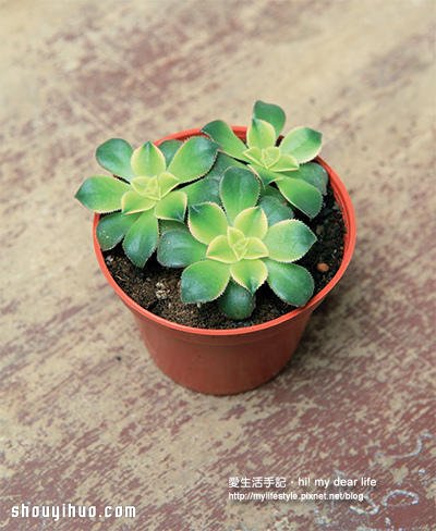 冬天適合種什么?越冷越美的多肉植物組合 -  rpnrmr.com
