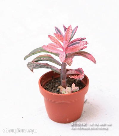 冬天適合種什么?越冷越美的多肉植物組合 -  rpnrmr.com