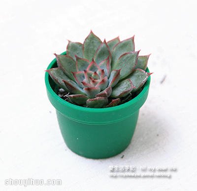 冬天適合種什么?越冷越美的多肉植物組合 -  rpnrmr.com