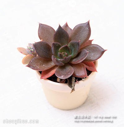 冬天適合種什么?越冷越美的多肉植物組合 -  rpnrmr.com