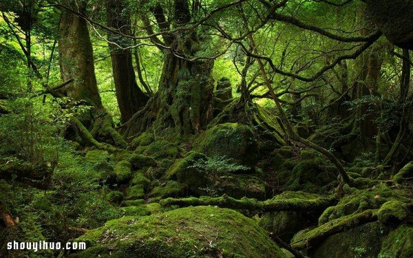 15個(gè)奇妙的日本文化 實(shí)在太令人匪夷所思了 -  rpnrmr.com