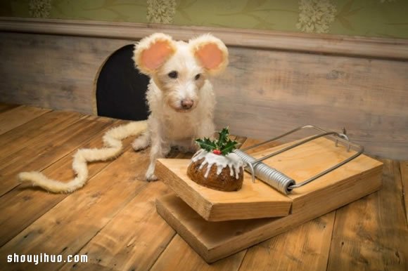 Peter Thorpe 和愛犬的20年圣誕變裝秀 -  rpnrmr.com