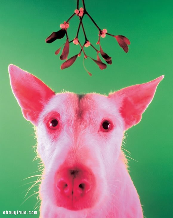 Peter Thorpe 和愛犬的20年圣誕變裝秀 -  rpnrmr.com