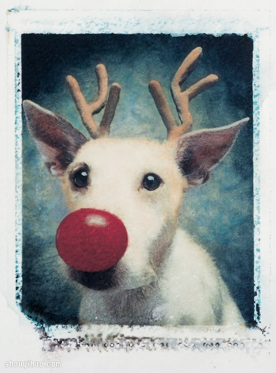 Peter Thorpe 和愛犬的20年圣誕變裝秀 -  rpnrmr.com
