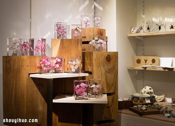 立方塊里的治愈宇宙 京都植物標(biāo)本作品展覽 -  rpnrmr.com