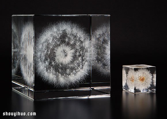 立方塊里的治愈宇宙 京都植物標(biāo)本作品展覽 -  rpnrmr.com