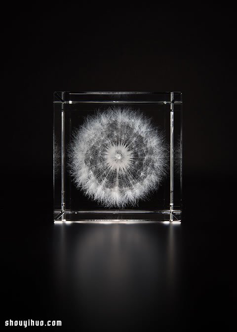 立方塊里的治愈宇宙 京都植物標(biāo)本作品展覽 -  rpnrmr.com