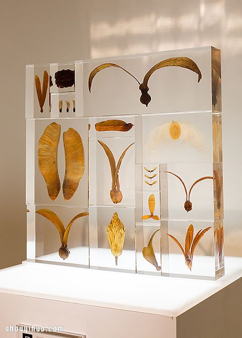 立方塊里的治愈宇宙 京都植物標(biāo)本作品展覽 -  rpnrmr.com