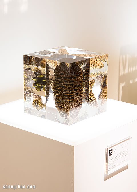 立方塊里的治愈宇宙 京都植物標(biāo)本作品展覽 -  rpnrmr.com