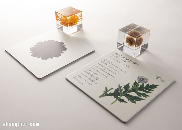 立方塊里的治愈宇宙 京都植物標(biāo)本作品展覽 -  rpnrmr.com