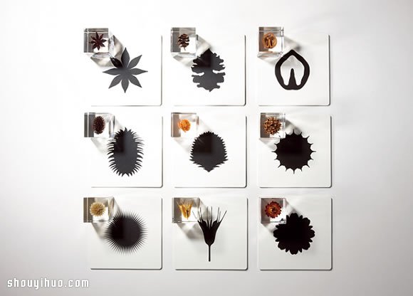 立方塊里的治愈宇宙 京都植物標(biāo)本作品展覽 -  rpnrmr.com