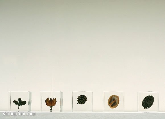 立方塊里的治愈宇宙 京都植物標(biāo)本作品展覽 -  rpnrmr.com