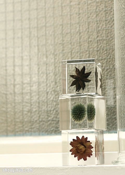 立方塊里的治愈宇宙 京都植物標(biāo)本作品展覽 -  rpnrmr.com