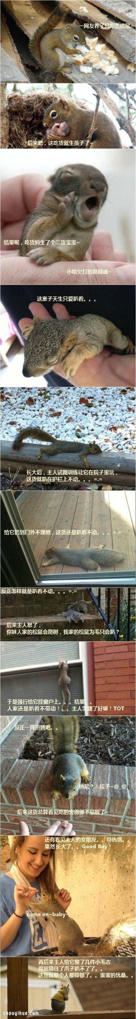 性格怪異只會(huì)趴著的“二貨”小松鼠。。。 -  rpnrmr.com