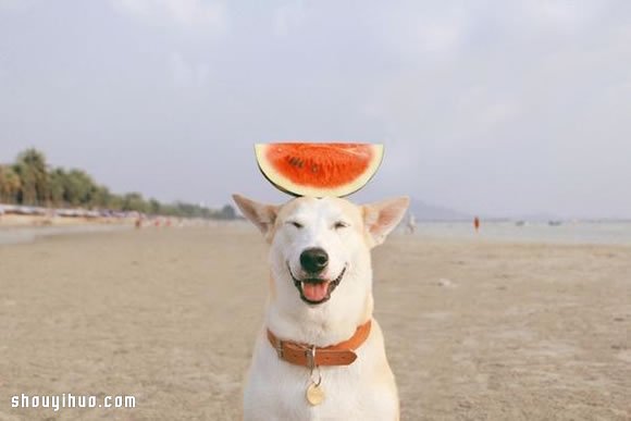 愛笑狗狗 Gluta 的故事 有辛酸也有幸福~ -  rpnrmr.com