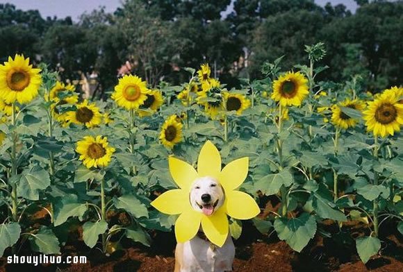 愛笑狗狗 Gluta 的故事 有辛酸也有幸福~ -  rpnrmr.com