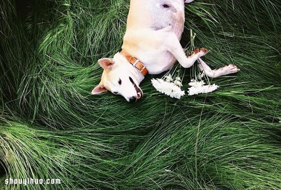 愛笑狗狗 Gluta 的故事 有辛酸也有幸福~ -  rpnrmr.com