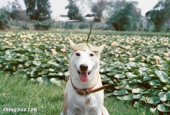 愛笑狗狗 Gluta 的故事 有辛酸也有幸福~ -  rpnrmr.com