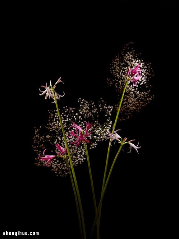 Flowerwork 德國藝術(shù)家設(shè)計(jì)的花朵煙花 -  rpnrmr.com