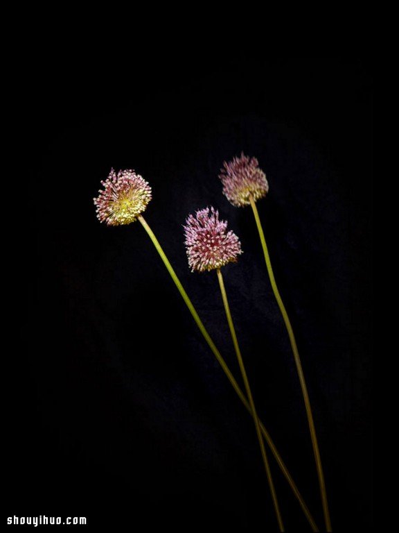 Flowerwork 德國藝術(shù)家設(shè)計(jì)的花朵煙花 -  rpnrmr.com