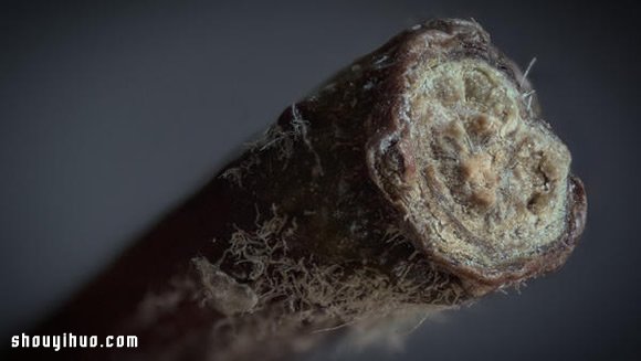 超微距攝影 發(fā)現(xiàn)日常小物不平凡的一面！ -  rpnrmr.com