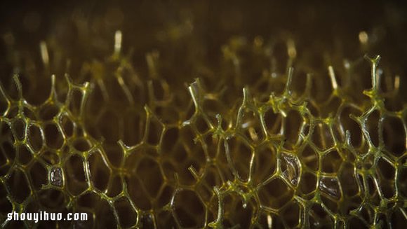 超微距攝影 發(fā)現(xiàn)日常小物不平凡的一面！ -  rpnrmr.com