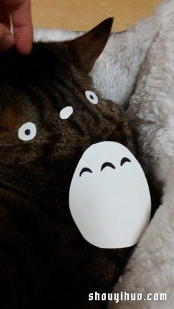 想養(yǎng)龍貓嗎？只要有貓咪就可以輕松DIY -  rpnrmr.com