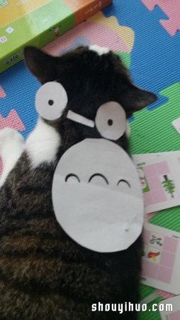 想養(yǎng)龍貓嗎？只要有貓咪就可以輕松DIY -  rpnrmr.com