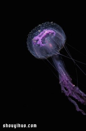 深不可測的海底深處 發(fā)現罕見的海洋生物 -  rpnrmr.com