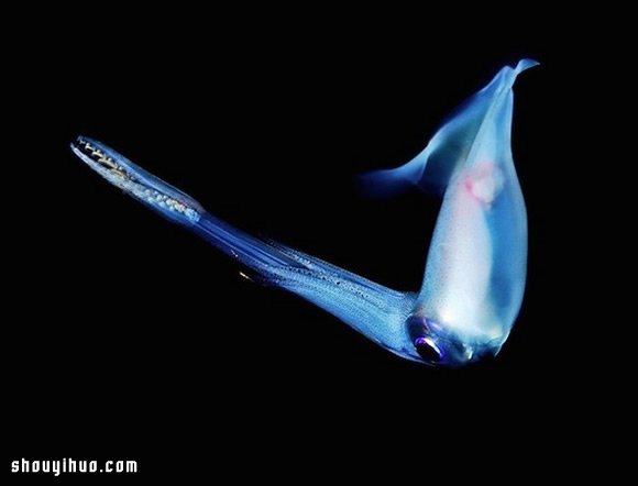 深不可測的海底深處 發(fā)現罕見的海洋生物 -  rpnrmr.com