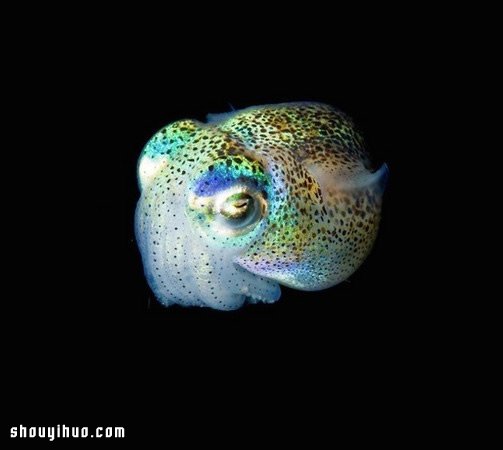 深不可測的海底深處 發(fā)現罕見的海洋生物 -  rpnrmr.com