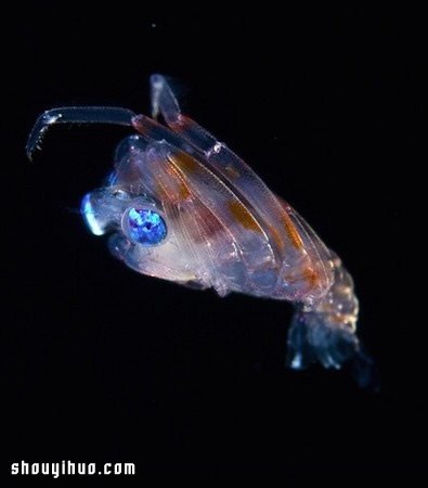 深不可測的海底深處 發(fā)現罕見的海洋生物 -  rpnrmr.com