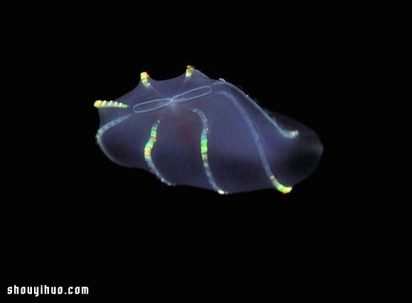 深不可測的海底深處 發(fā)現罕見的海洋生物 -  rpnrmr.com