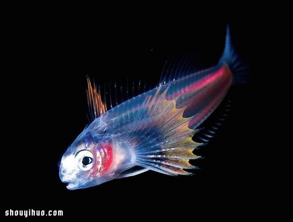 深不可測的海底深處 發(fā)現罕見的海洋生物 -  rpnrmr.com