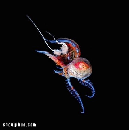 深不可測的海底深處 發(fā)現罕見的海洋生物 -  rpnrmr.com