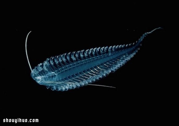 深不可測的海底深處 發(fā)現罕見的海洋生物 -  rpnrmr.com