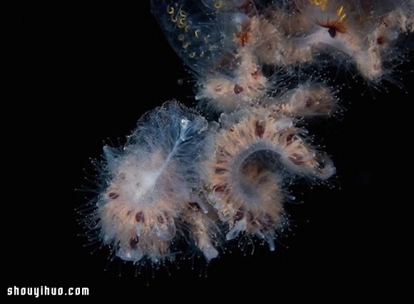深不可測的海底深處 發(fā)現罕見的海洋生物 -  rpnrmr.com