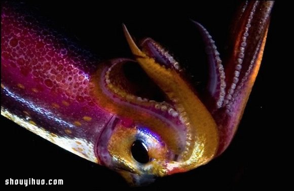 深不可測的海底深處 發(fā)現罕見的海洋生物 -  rpnrmr.com