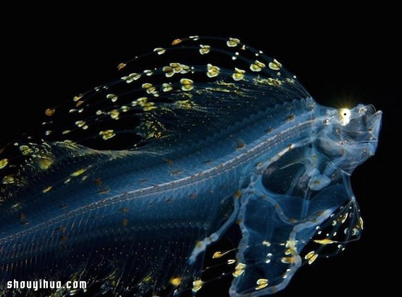 深不可測的海底深處 發(fā)現罕見的海洋生物 -  rpnrmr.com