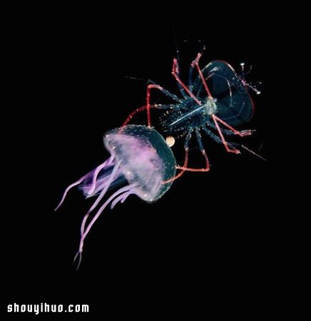 深不可測的海底深處 發(fā)現罕見的海洋生物 -  rpnrmr.com