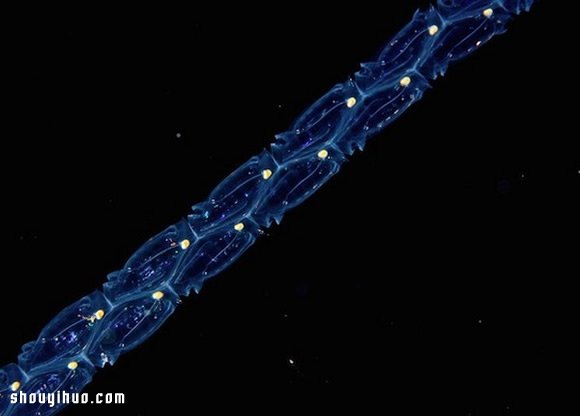 深不可測的海底深處 發(fā)現罕見的海洋生物 -  rpnrmr.com