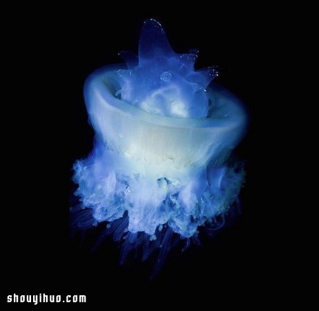 深不可測的海底深處 發(fā)現罕見的海洋生物 -  rpnrmr.com
