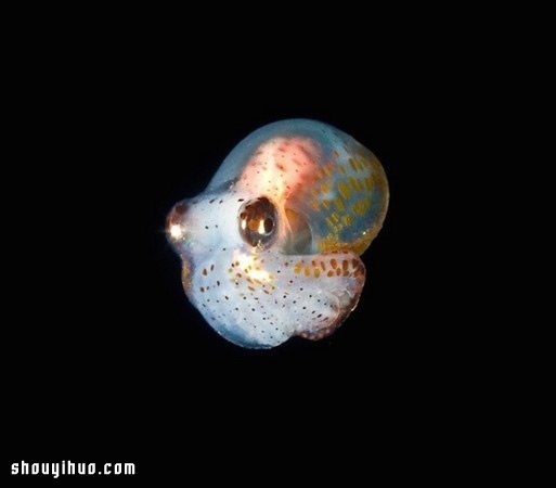 深不可測的海底深處 發(fā)現罕見的海洋生物 -  rpnrmr.com