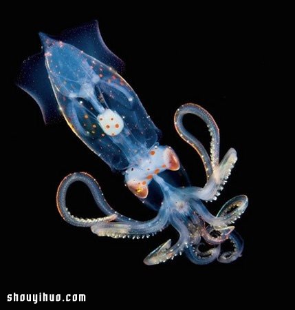 深不可測的海底深處 發(fā)現罕見的海洋生物 -  rpnrmr.com